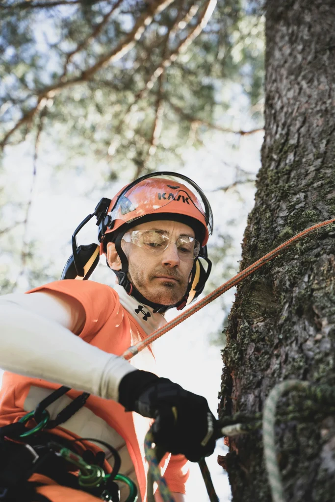 Sioux Falls Tree Service Pros Professional Arborist