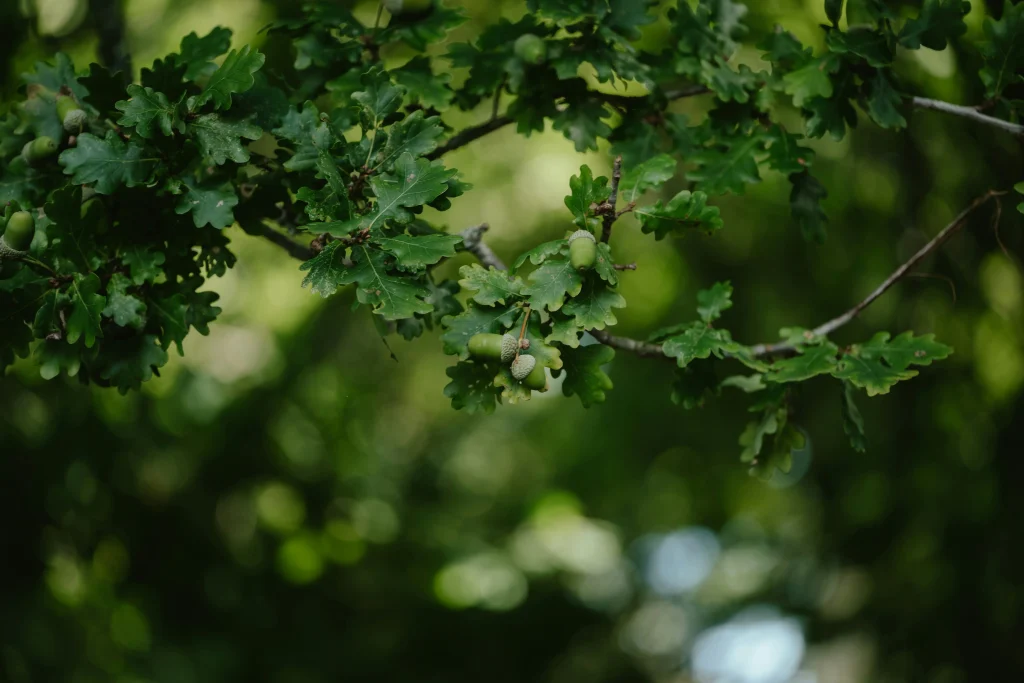 Acorn tree types