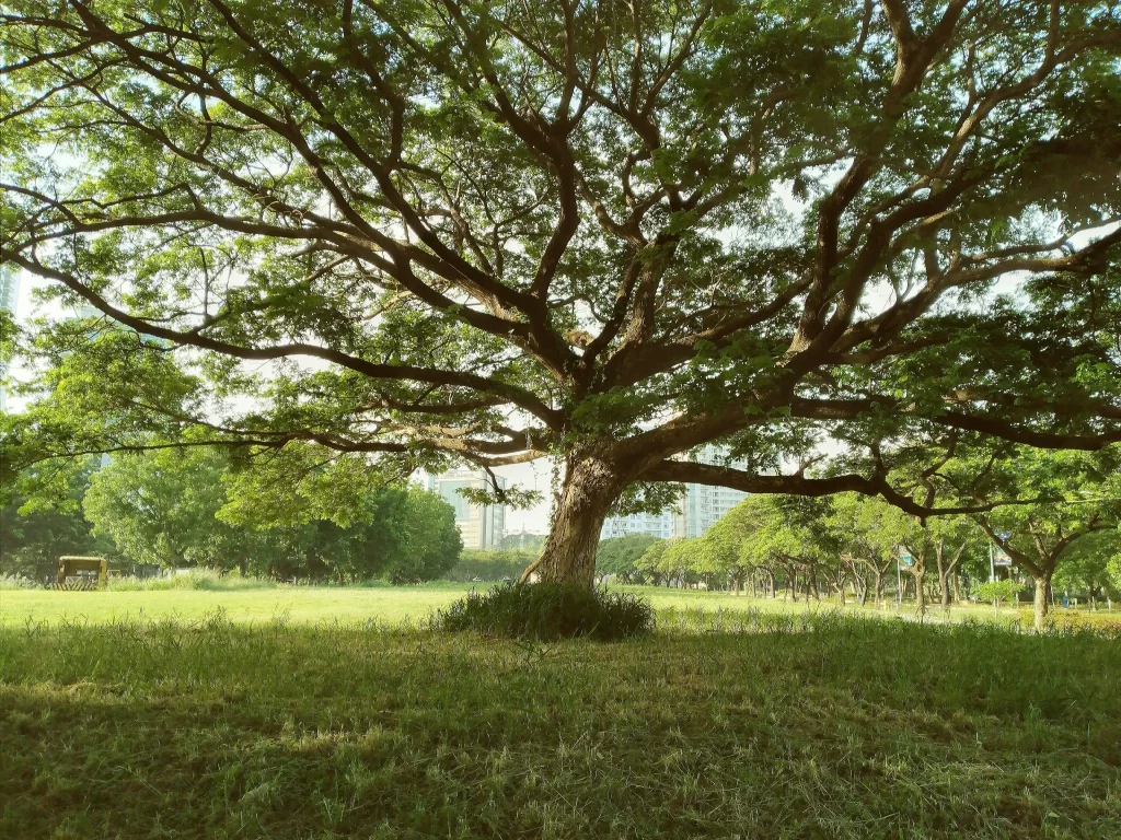 How Long Do Trees Live