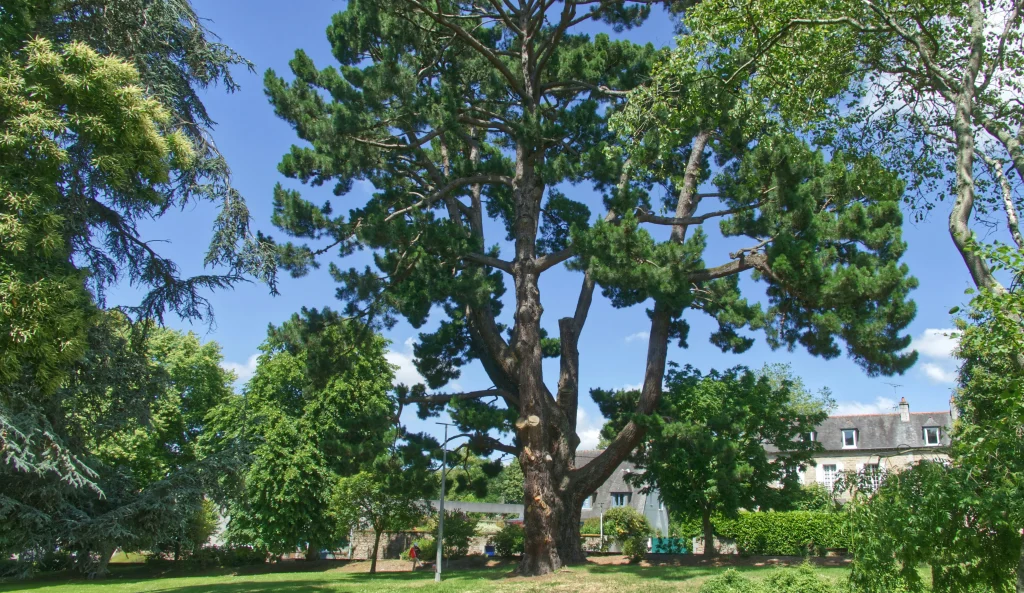 Large Tree Maintenance