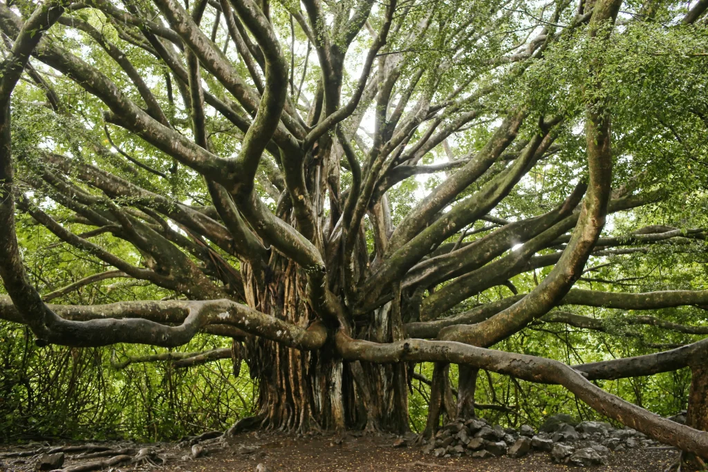 What are the 7 Parts of a Tree