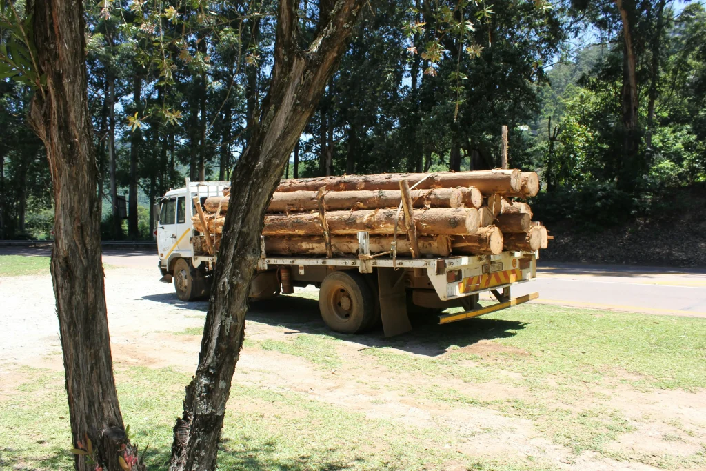tree removal service near me