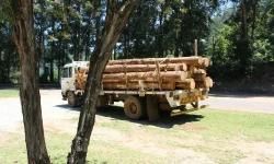 tree removal service near me