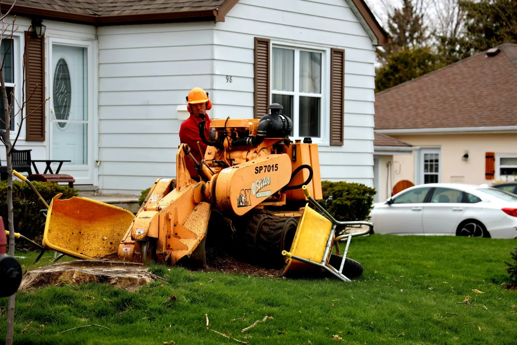 tree service near me