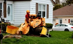 tree service near me